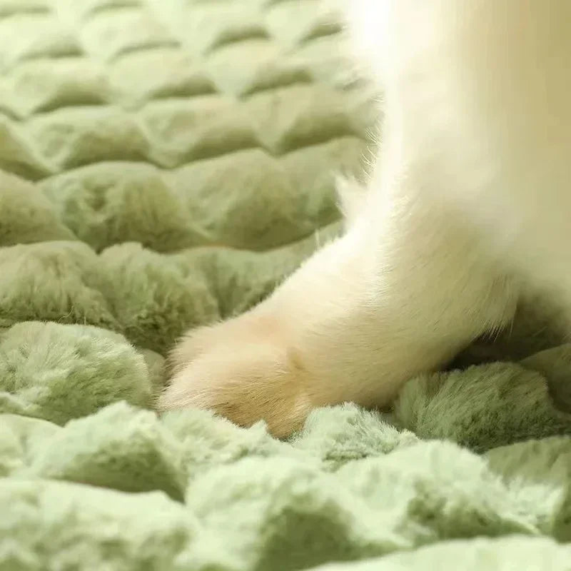 Wolke – Orthopedic Bouclé Dog Bed